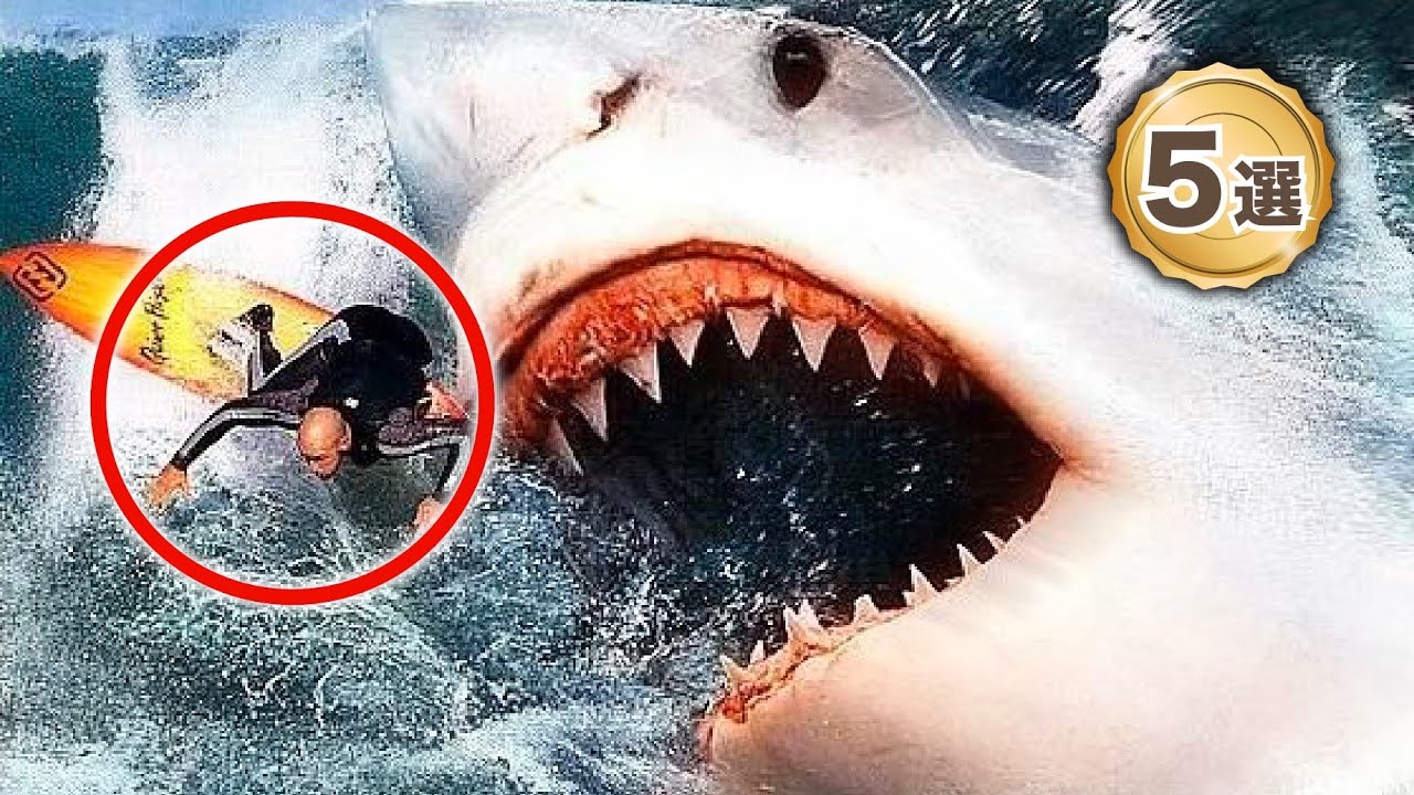 人食いサメのおぞましい事故5選 Youtube