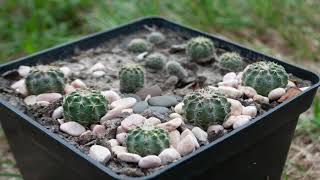 Echinocereus pulchellus, історія одного посіву.