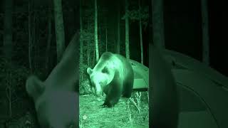 Ночной визит медведя к палатке! Реалистичная запись 😱🏕️