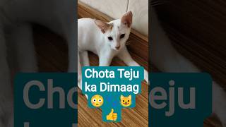 Chota Teju Ki Adbudh Soch 😂🐱 | Stray Cat Whisperer