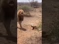 عسيلة 3sila عسيلة Memes Morocco Explore ضحك 