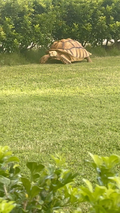 golden turtle #shorts