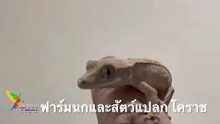 WeXotic : ตุ๊กแกขนตา Crested Geckos