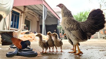 Đi Bẫy Rắn Mối Vô Tình Bìm Bịp Săn Được Con Rắn Ở Ruộng - Xuống Ổ Gà Tân Châu / Quế Nghịch