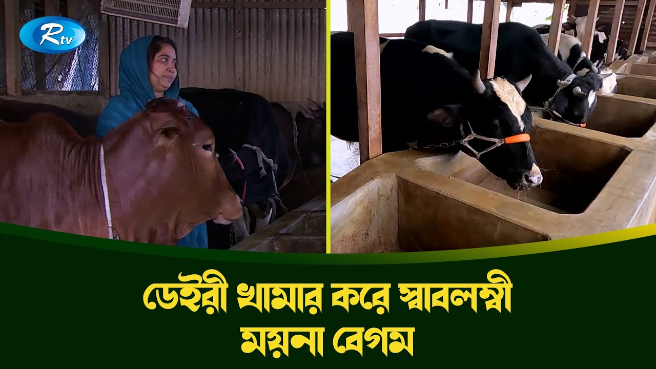 ডেইরী খামার করে স্বাবলম্বী ময়না বেগম | Krishi O Kristi | কৃষি ও কৃষ্টি | Rtv