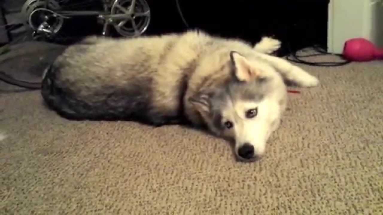 Malamute Husky throws a tantrum YouTube