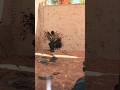 More VIEWS!!! #csgo #clips #counterstrike2 #gaming #counterstrikesource2 #warzone #cs2community