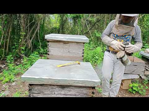 Video: Cómo Destruir Un Escarabajo