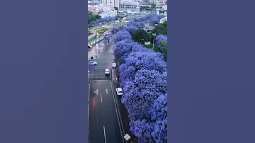 مدينة ابها جنوب السعودية مدينة السحر والجمال الطبيعي 