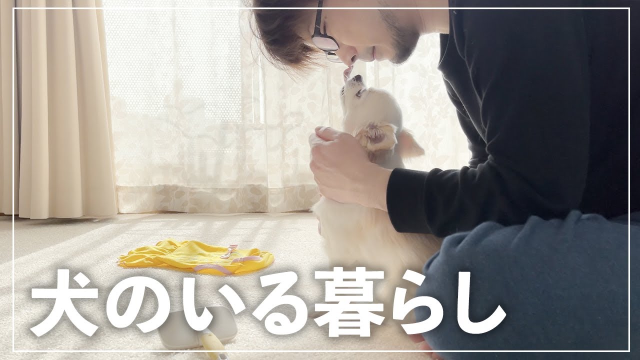 【犬を飼おうか迷っている方へ】子供のいないアラフォー夫婦とチワワとの暮らし