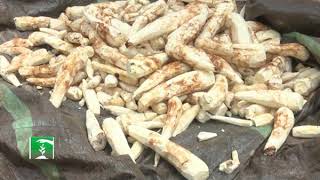 FARMERS MRKET: OJAPATA CASSAVA WASTE TO WEALTH