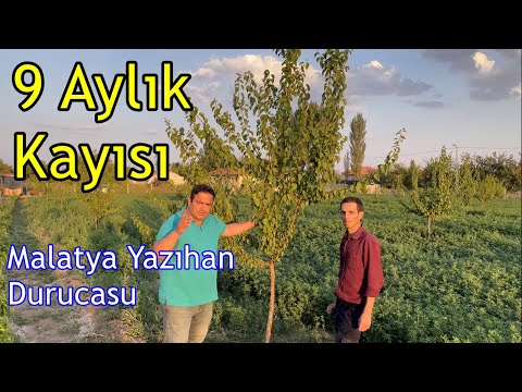 Malatya - Kayısı Fidanı Gübreleme - Meyve Fidanı Hızlı Dengeli Sağlıklı Şekilde Nasıl Geliştirilir