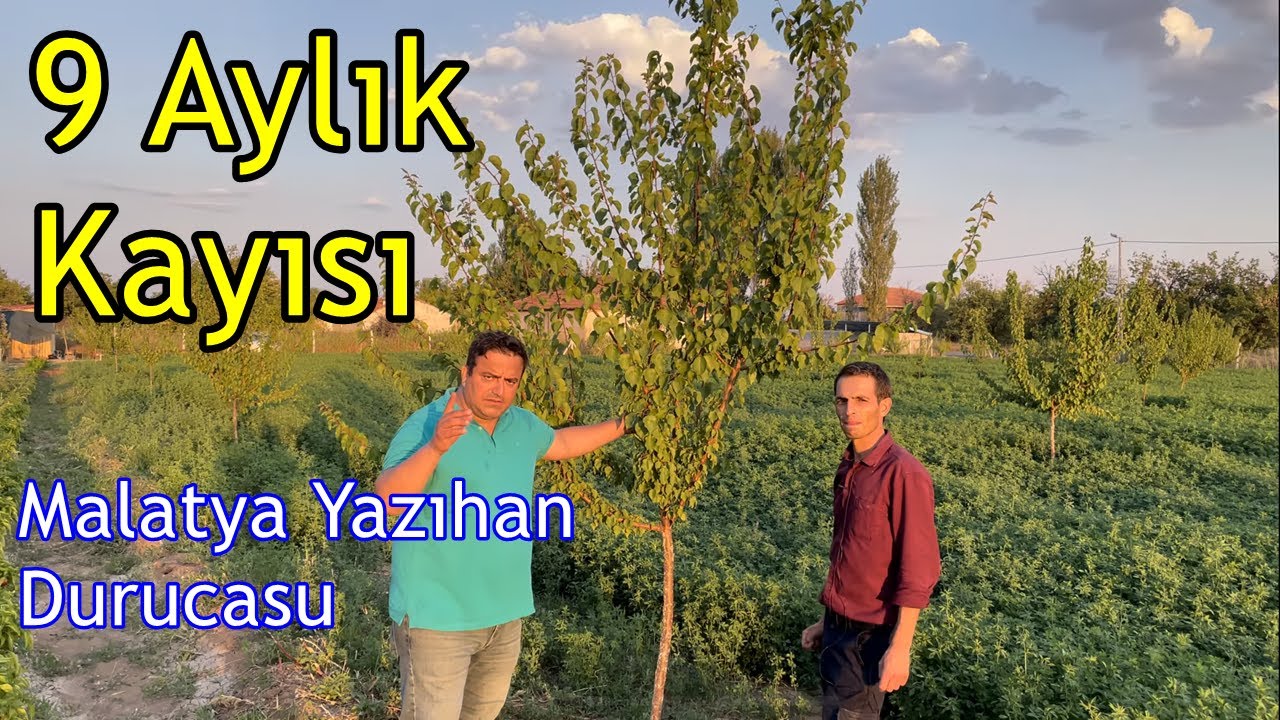 Malatya - Kayısı Fidanı Gübreleme - Meyve Fidanı Hızlı Dengeli Sağlıklı Şekilde Nasıl Geliştirilir