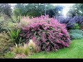 ЛЕСПЕДЕЦА . Весенняя ОБРЕЗКА ,подкормка.  Lespedeza spring pruning