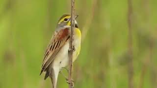 Отряд Воробьинообразные (Passeriformes),Семейство Кардиналовые(Cardinalidae)