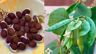 How To Grow Dolichos Beans(Sem) At Home Garden / Using My Secret Fertilizer /Complete Information
