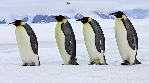 Penguins: The Amazing Tuxedo Birds of the Ice!