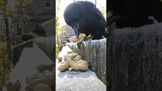 Crow Scoops Surprise Blujay.