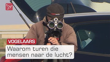 Veel trekvogels te zien langs de A6 | Omroep Flevoland