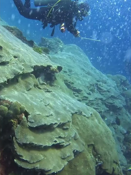 She didn't PANIC when she gets SUCKED deeper during DRIFT Dive in Nusa Penida! #shorts #scubadiving
