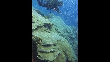 Thumbnail of She didn't PANIC when she gets SUCKED deeper during DRIFT Dive in Nusa Penida! #shorts #scubadiving