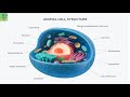Animal Cells explained with animated images