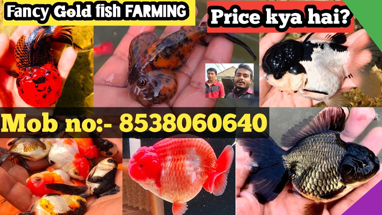 Fancy Gold Fishes Breeding farm at Howrah in India | Guppy Farm | Ballon molly farm
