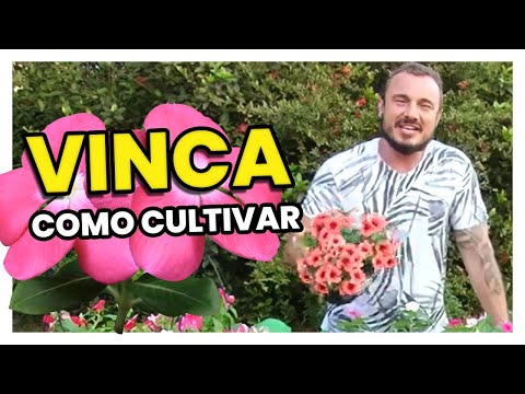 Vídeo: Flor de pervinca: foto, descrição, plantio e cuidados