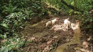 Caça Rápida E Surpreendente 2 Abates Em Menos De 1 Hora Caçada De Javali.