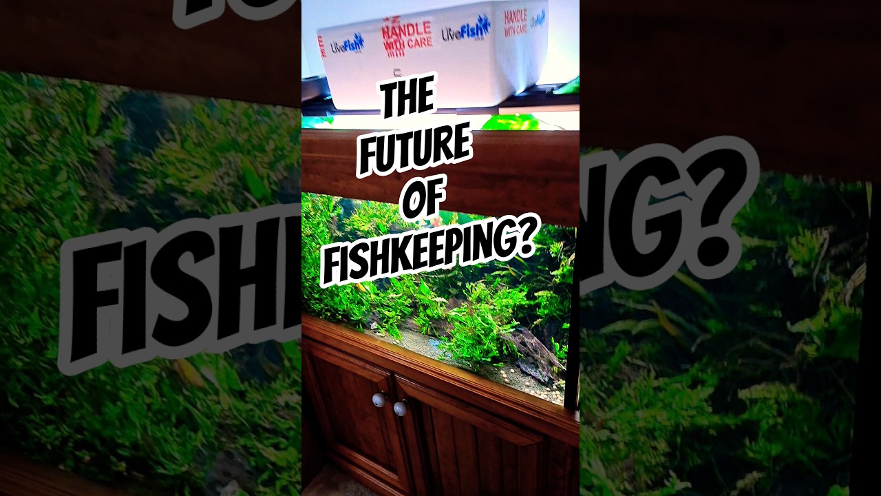 Is THIS the FUTURE of FISHKEEPING? # #exoticaquariumfish #aquarium #fishtank #fish