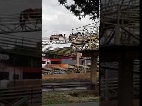 Vídeo de cavalos em passarela chama atenção em Sarandi