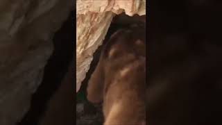 What Were Mammals Like At The Time Of Pangea?