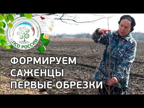 Видео: 3 начина за оформяне на подрязване