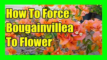 Bougainvillea Flowering Tips:  Get More Blooms on Potted Bougainvillea
