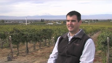 When to Harvest Wine Grapes