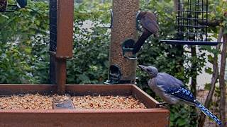 Bald-headed Blue Jay Stops For A Snack At Cornell Feeders | July 30, 2026 @CornellBirdCams