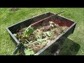 Rhubarb Transplanting from Shade to Sunny Location