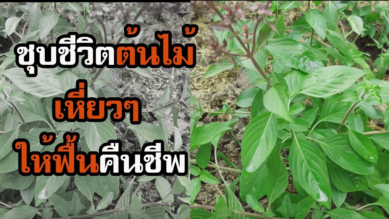 ชุบชีวิตต้นไม้ใกล้ตาย ให้ฟื้นคืนชีพ share แชร์