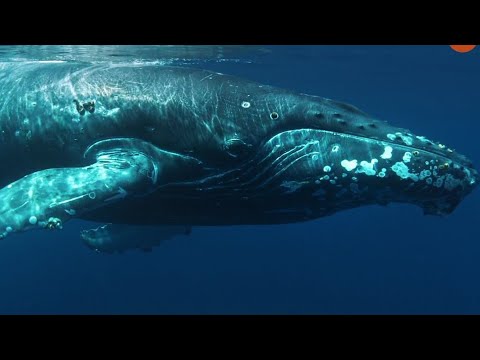 Wideo: Miłość gigantów lub subtelności godów wielorybów