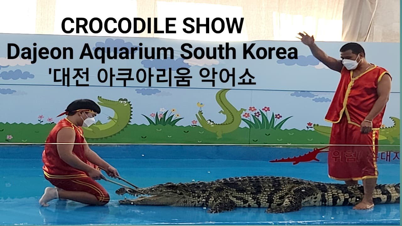 Crocodile Show 