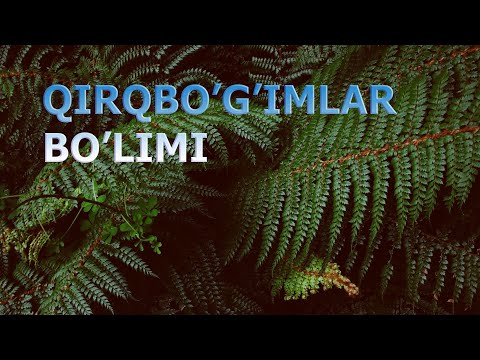 QIRQBO&rsquo;G&rsquo;IMLAR BO&rsquo;LIMI - DALA QIRQBO&rsquo;G&rsquo;IMI | ҚИРҚБЎҒИМЛAР БЎЛИМИ - ДAЛA ҚИРҚБЎҒИМИ.