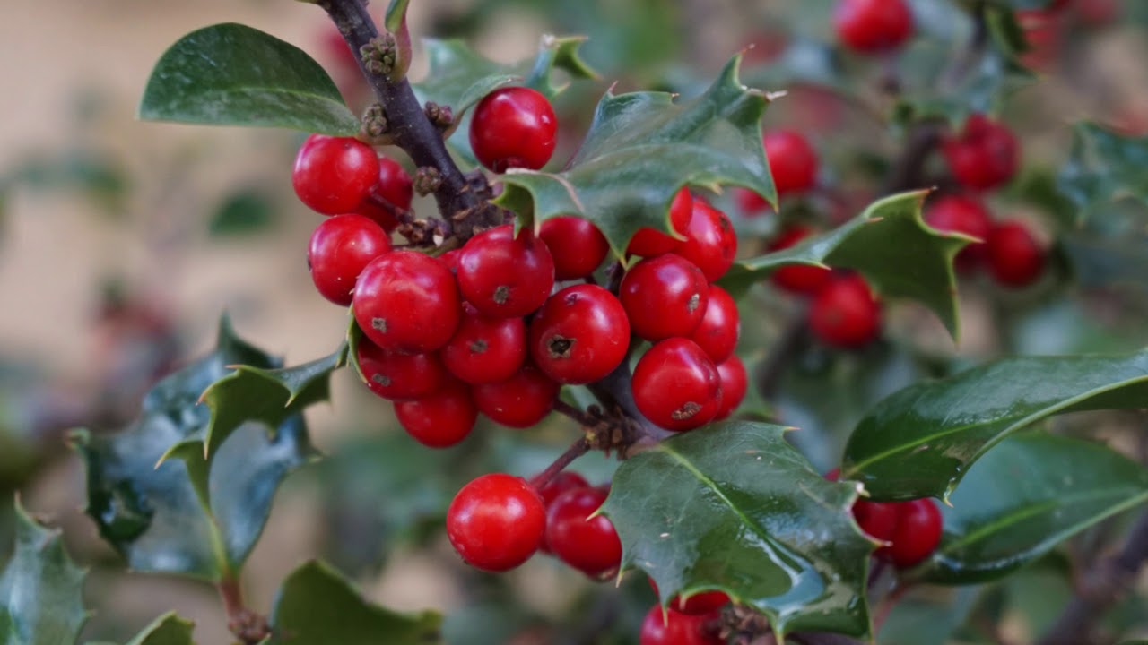 Do You Need 2 Holly Bushes To Get Berries?