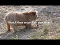 The bears at Balkasar sanctuary