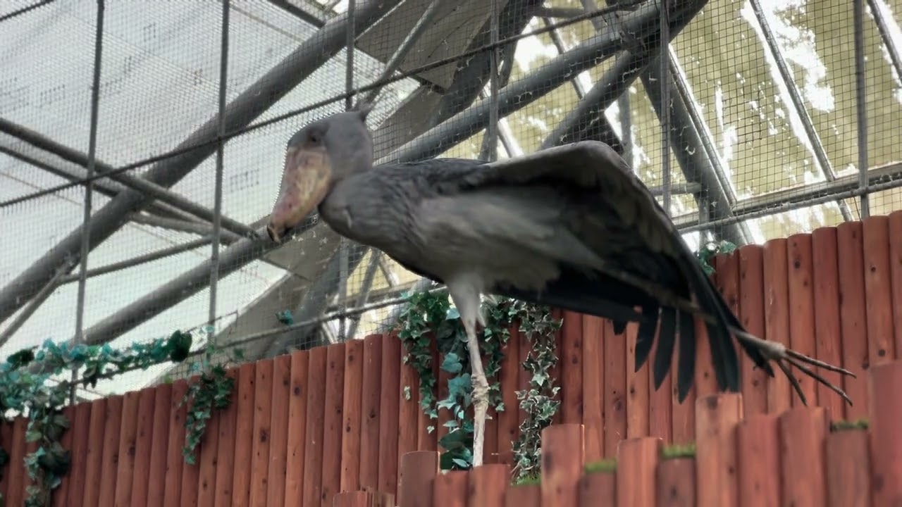 ハシビロコウは可愛いですねあ