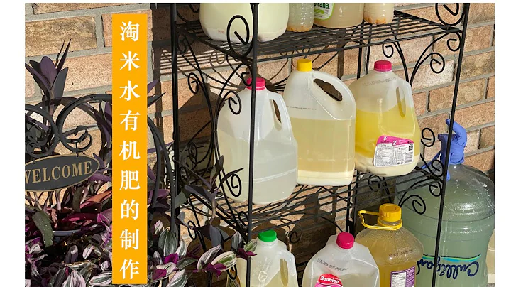 淘米水有機肥的製作，加入這三大樣可以做到無異味發酵快肥力大 how to make rice water fertilizer - 天天要聞