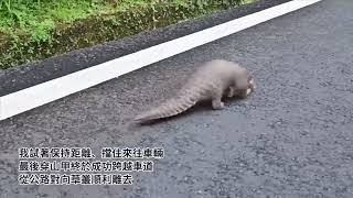 穿山甲阿里山過馬路 公路局嘉大合作防路殺
