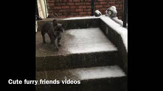 French bulldog puppy meets snow by CUTE FURRY FRIENDS VIDEOS 44 views 4 years ago 2 minutes, 17 seconds
