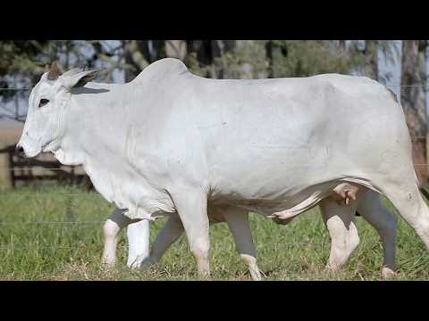 LOTE 100 - CSCF 6311