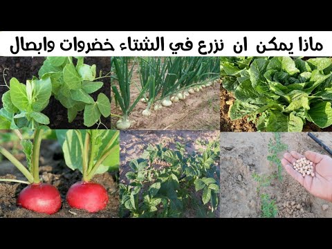 فيديو: زراعة الخضر في الشتاء