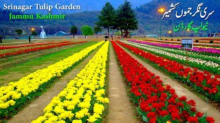 Srinagar Tulip Garden | Second Most Beautiful Garden in The World | Kashmir Tulip Garden